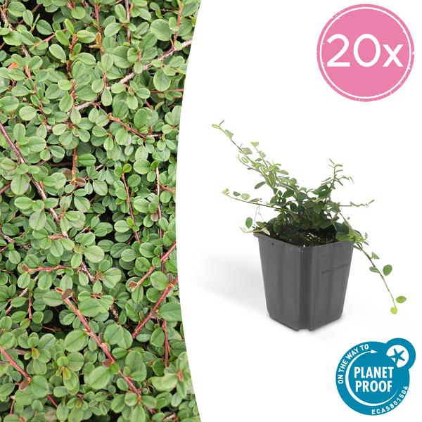 Cotoneaster Procumbens 'Queen of Carpets' - ↕10-25cm - Ø9cm - Bodembedekker - Borderplant - 20x