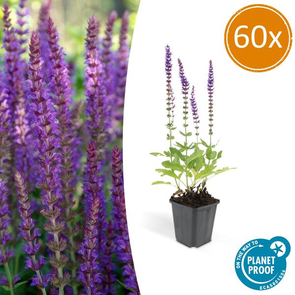 Salvia Nemorosa 'Ostfriesland' - Bossalie - ↕10-25cm - Ø9cm - Borderplant - 60x