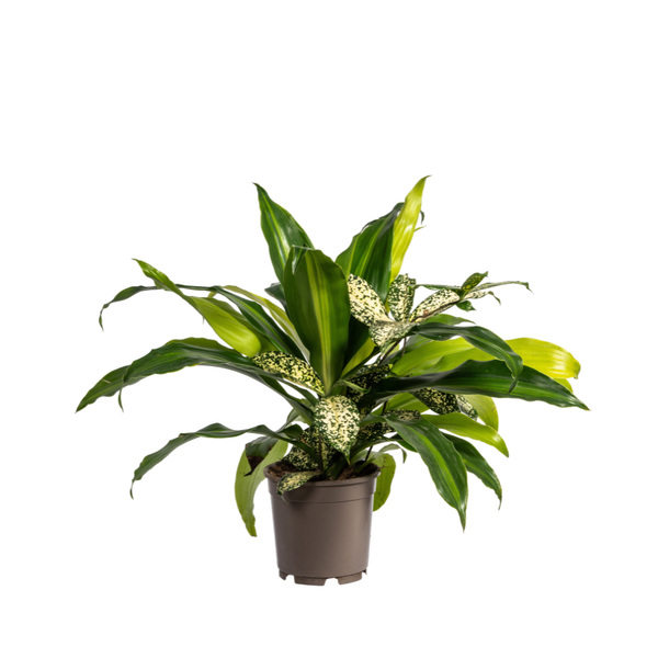 Dracaena mixed Combo - ↕60cm - Ø17cm