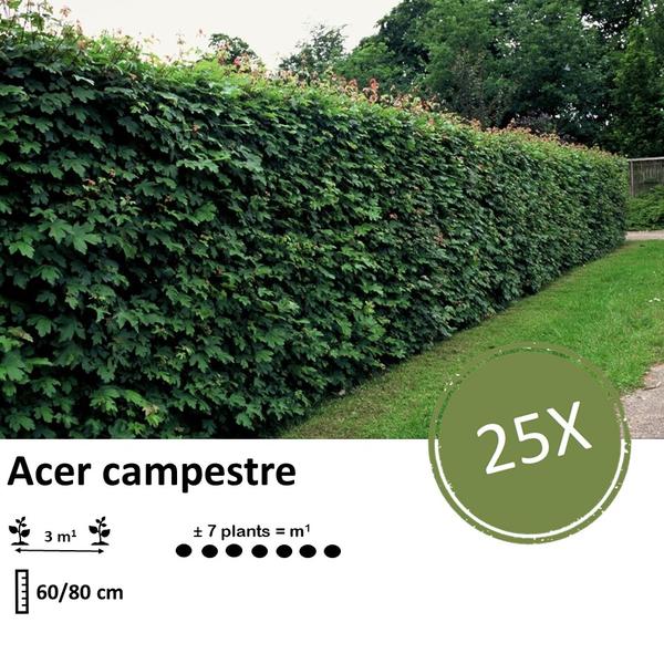 Acer Campestre - Veldesdoorn - blote wortel - ↕60-80cm - 25x