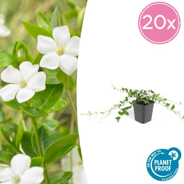 Vinca minor 'Alba' - Kleine Maagdenpalm - ↕10-25cm - Ø9cm - Bodembedekker - 20x