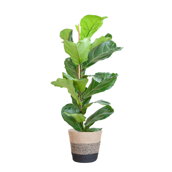 Ficus Lyrata met Mand Lissabon zwart - ↕80cm - Ø21cm
