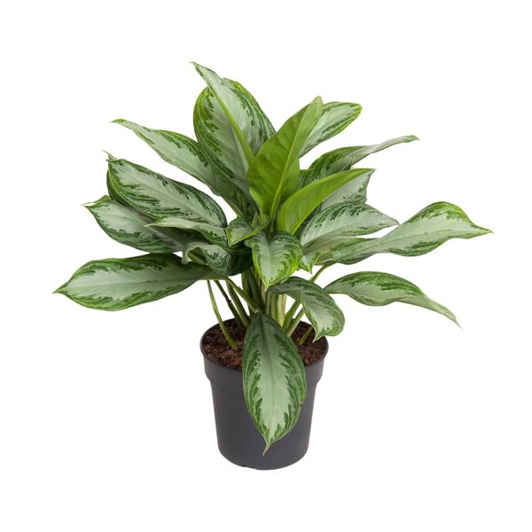 Aglaonema Cutlass - ↕60cm - Ø19cm