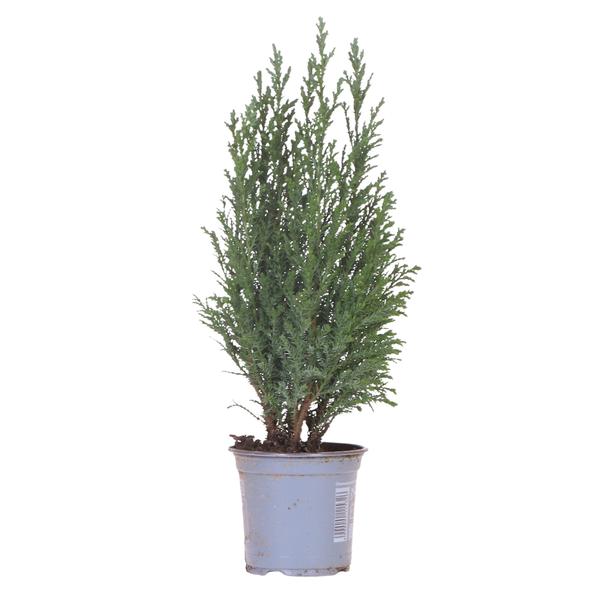 Mini Kerstboom 'Ellwoodii' - ↕50cm - Ø9cm
