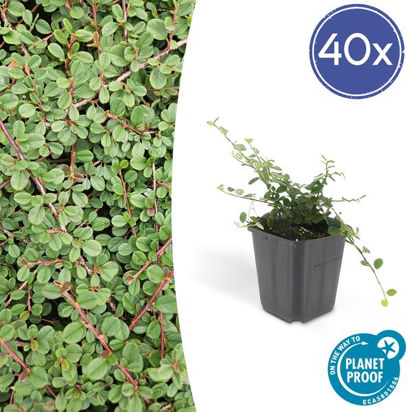 Cotoneaster Procumbens 'Queen of Carpets' - ↕10-25cm - Ø9cm - Bodembedekker - Borderplant - 40x