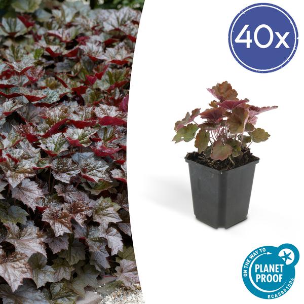 Heuchera Micrantha 'Palace Purple' - Purperklokje - ↕10-25cm - Ø9cm - 40x