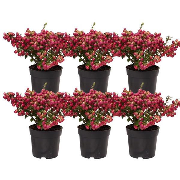 Pernettya mucronata - parelbes rood - ↕20cm - Ø12cm - 6x