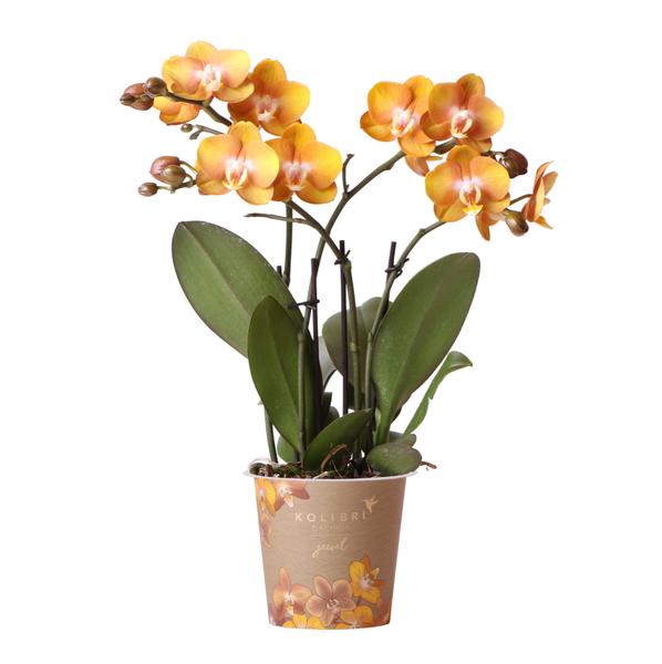 Oranje gouden Phalaenopsis orchidee - Jewel Las Vegas - Ø12cm - Bloeiende kamerplant