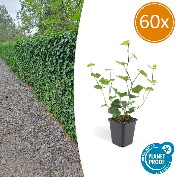 Hedera Hibernica - ↕10-25cm - Ø9cm - Klimop - Bodembedekker - 60x