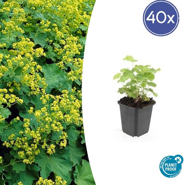 Alchemilla mollis - Vrouwenmantel - ↕10-25cm - Ø9cm - Bodembedekker - Borderplant - 40x