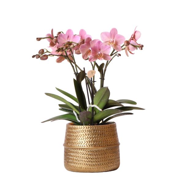 Roze Phalaenopsis orchidee – Treviso in Groove pot goud – Ø12cm – ↕35cm - Bloeiende kamerplant in bloempot