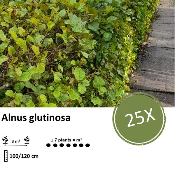 Alnus Glutinosa - Zwarte Els - Blote wortel - ↕100-120 - 25x