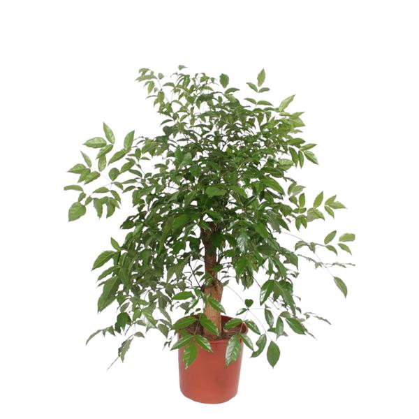 Hetropanax Chinensis - 160 cm - ø34