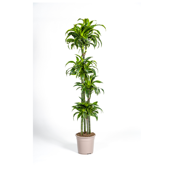 Dracaena Deremensis Dorado - ↕180cm - Ø27cm