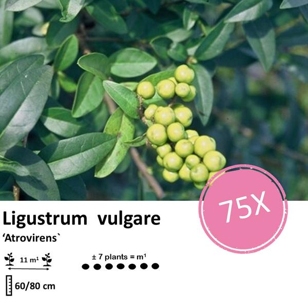 Ligustrum vulgare 'Atrovirens` - blote wortel - ↕60-80cm - 75x