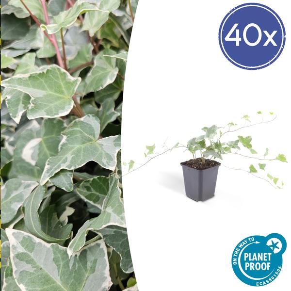 Hedera Helix 'Glacier' - ↕10-25cm - Ø9cm - Klimop - Bodembedekker - 40x