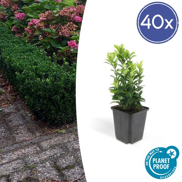 Euonymus Japonicus Green Spire - Buxus Vervanger - ↕10-25cm - Ø9cm - 40x