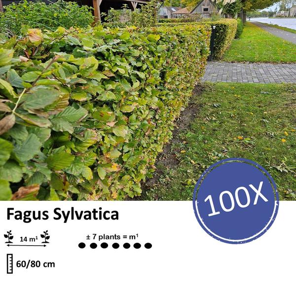 Fagus Sylvatica - Beukenhaag - Blote wortel - ↕60-80cm - 100x