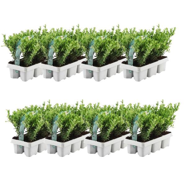 Ilex Crenata 'Jenny' - ↕15cm - Ø7cm - 8x6 pack - 48x