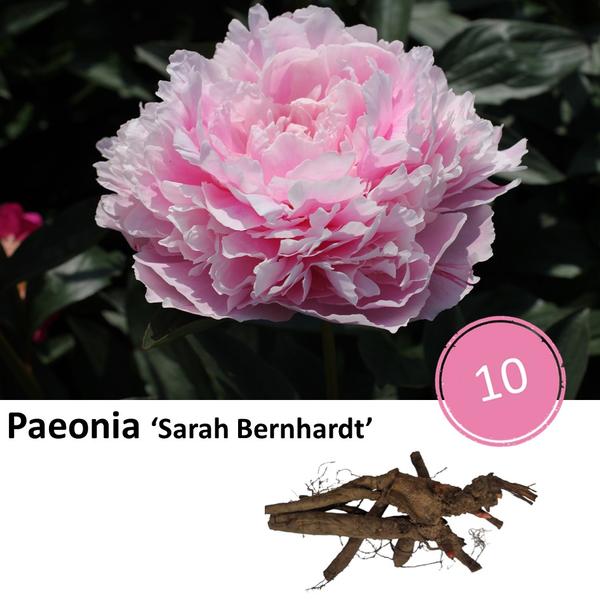 Pioenrozen - Paeonia ‘Sarah Bernhardt’ - 10x