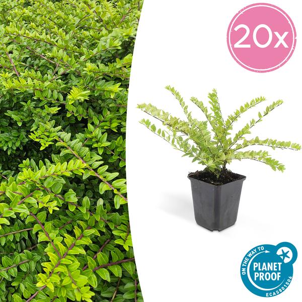Lonicera Nitida 'Maigrün' - Kamperfoelie - ↕10-25cm - Ø9cm - Borderplant - 20x