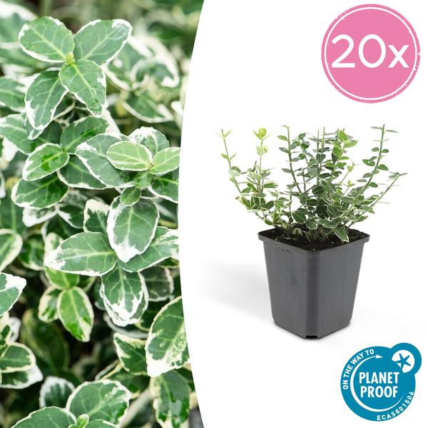 Euonymus 'Emerald 'n Gaity' - Japanse Kardinaalsmuts - ↕10-25cm - Ø9cm - Bodembedekker - 20x