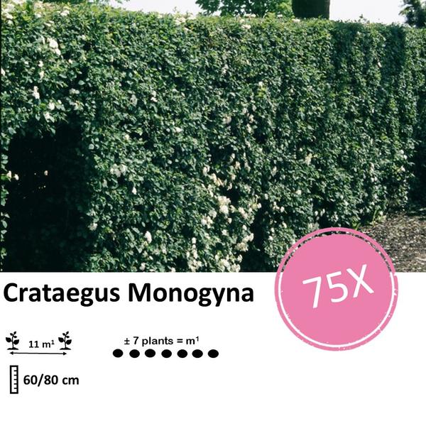 Crataegus Monogyna - Eenstijlige Meidoorn - Blote wortel - ↕60-80cm - 75x