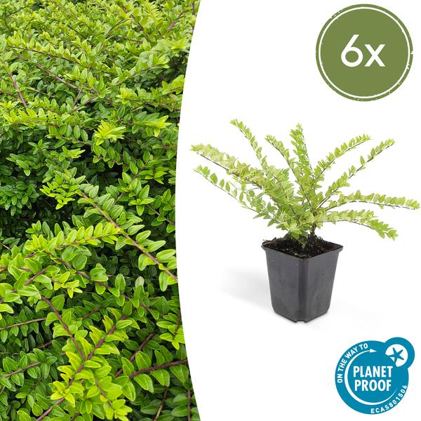 Lonicera Nitida 'Maigrün' - Kamperfoelie - ↕10-25cm - Ø9cm - Borderplant - 6x