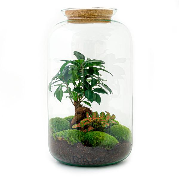 DIY terrarium - Sven Bonsai - ↕43cm - Rake + Shovel + Tweezer + Scissors