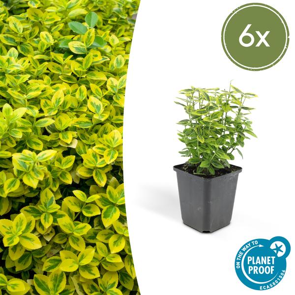 Euonymus Fortunei 'Emerald 'n Gold’ - Japanse Kardinaalsmuts - ↕10-25cm - Ø9cm - Bodembedekker - 6x