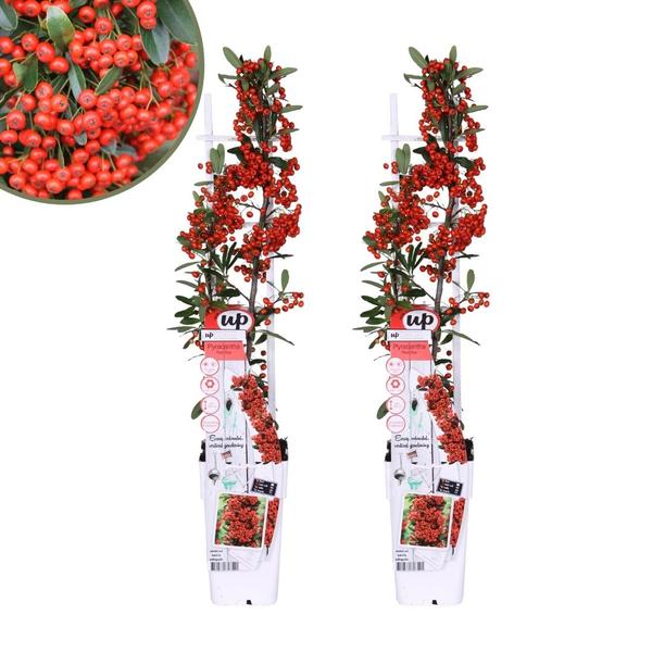 Pyracantha Coccinea Red Star - Vuurdoorn - ↕60cm - Ø12cm - 2x
