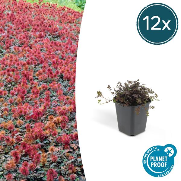 Acaena Microphylla 'Kupferteppich' - Stekelnootje - ↕10-25cm - Ø9cm - Bodembedekker - 12x