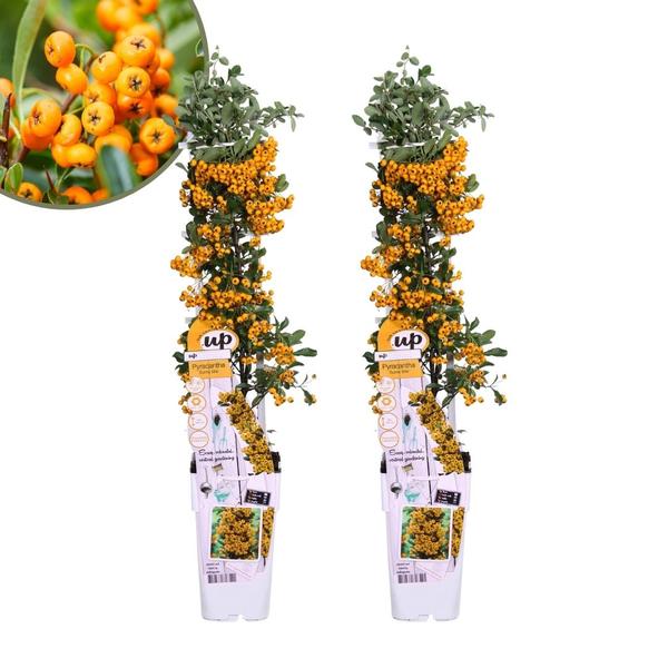 Pyracantha Coccinea Sunny Star - Vuurdoorn - ↕60cm - Ø12cm - 2x