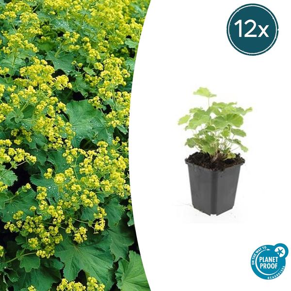 Alchemilla mollis - Vrouwenmantel - ↕10-25cm - Ø9cm - Bodembedekker - Borderplant - 12x
