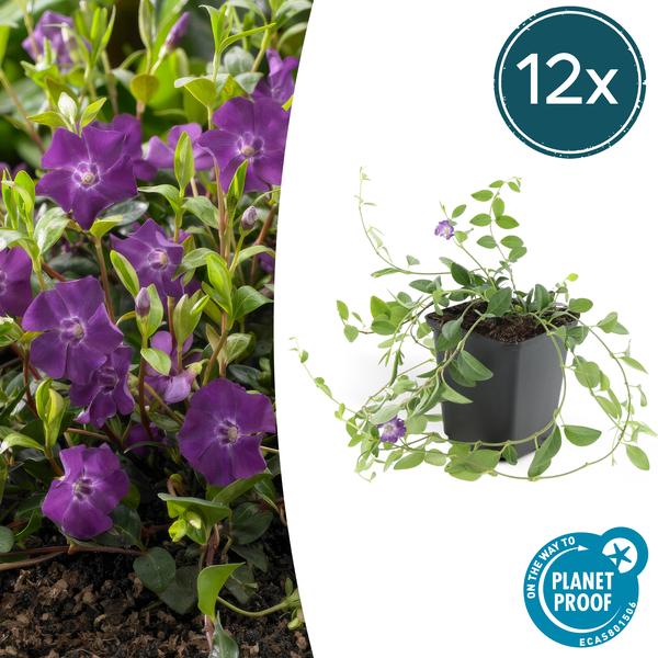 Vinca minor 'Atropurpurea', - Kleine Maagdenpalm - ↕10-25cm - Ø9cm - Bodembedekker - 12x