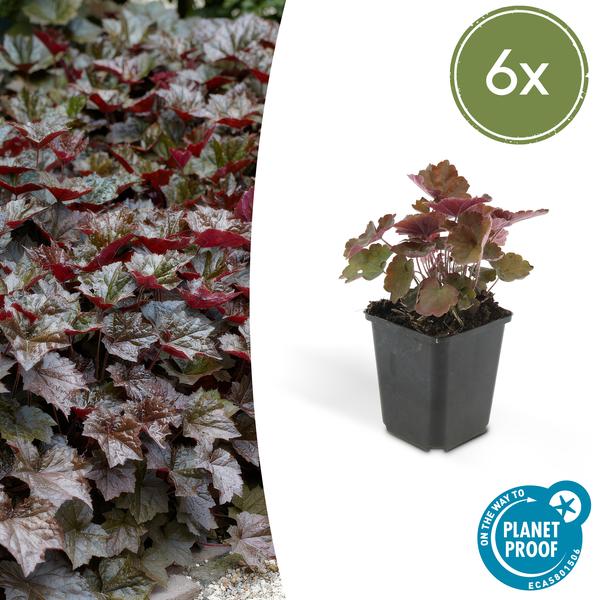 Heuchera Micrantha 'Palace Purple' - Purperklokje - ↕10-25cm - Ø9cm - 6x