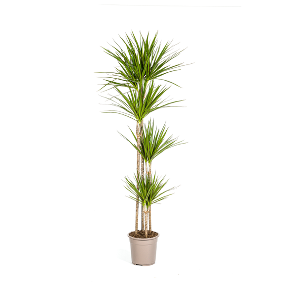 Dracaena Marginata Green - ↕180cm - Ø27cm - Drakenplant