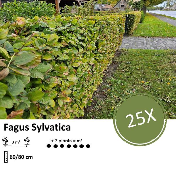 Fagus Sylvatica - Beukenhaag - Blote wortel - ↕60-80cm - 25x