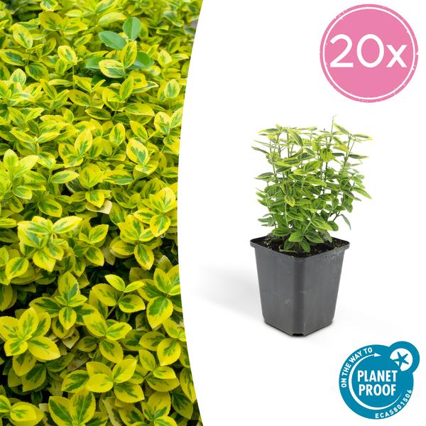 Euonymus Fortunei 'Emerald 'n Gold’ - Japanse Kardinaalsmuts - ↕10-25cm - Ø9cm - Bodembedekker - 20x