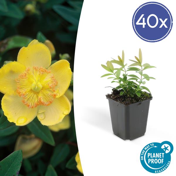 Hypericum Calycinum - ↕10-25cm - Ø9cm - Hertshooi - Bodembedekker - 40x