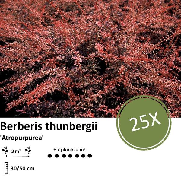 Berberis thunbergii 'Atropurpurea' - Zuurbes - ↕30-50cm - blote wortel - 25x
