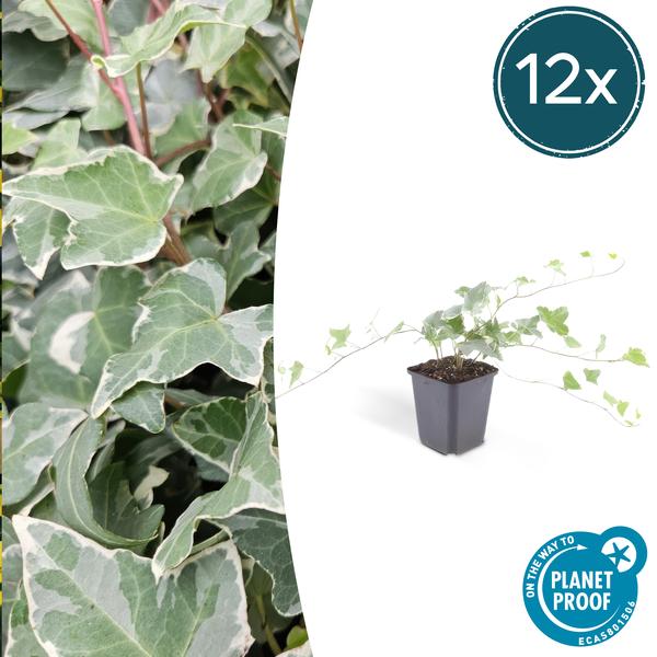Hedera Helix 'Glacier' - ↕10-25cm - Ø9cm - Klimop - Bodembedekker - 12x