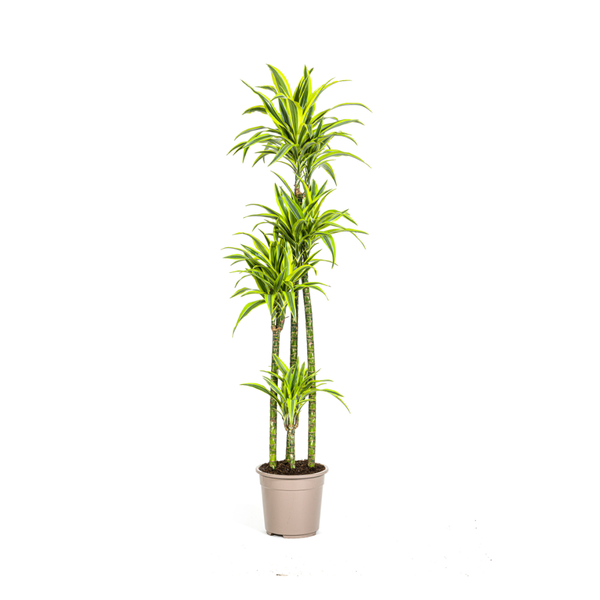 Dracaena Deremensis Lemon Lime - ↕180cm - Ø27cm