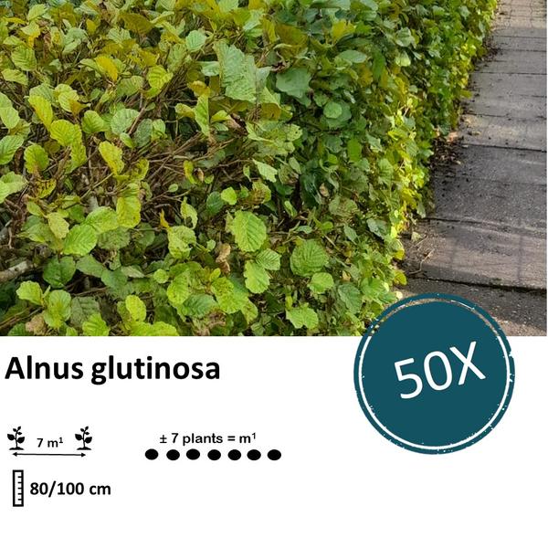 Alnus Glutinosa - Zwarte Els - Blote wortel - ↕80-100 - 50x