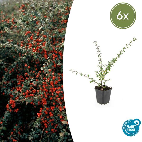 Cotoneaster Suecicus 'Coral Beauty' - ↕10-25cm - Ø9cm - Bodembedekker - Borderplant - 6x