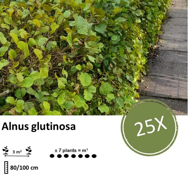 Alnus Glutinosa - Zwarte Els - Blote wortel - ↕80-100 - 25x