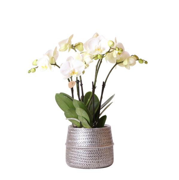 Witte phalaenopsis Ghent orchidee in Groove sierpot zilver - Ø12cm - Bloeiende kamerplant