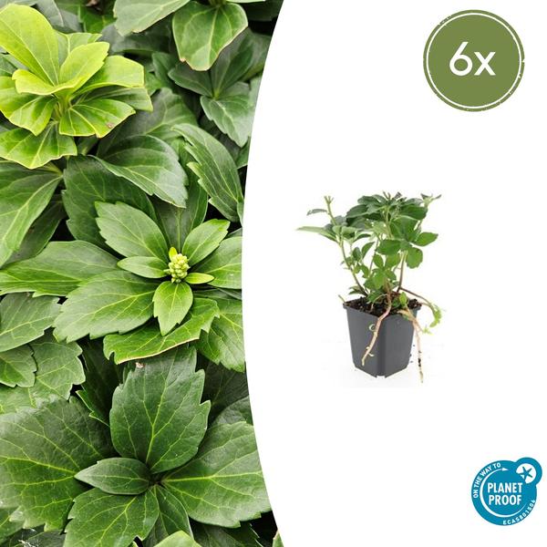 Pachysandra Terminalis - Schaduwkruid - ↕10-25cm - Ø9cm - Bodembedekker - 6x