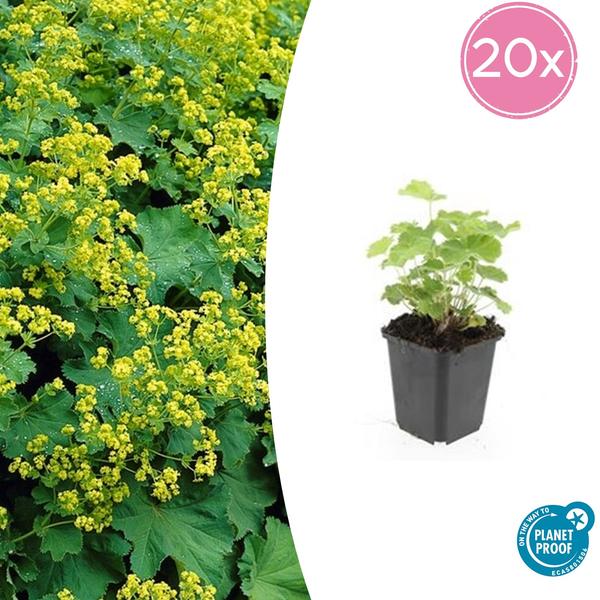Alchemilla mollis - Vrouwenmantel - ↕10-25cm - Ø9cm - Bodembedekker - Borderplant - 20x