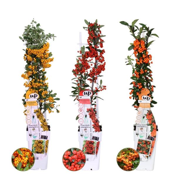 Pyracantha Coccinea mix - Vuurdoorn - ↕60cm - Ø12cm - 3x